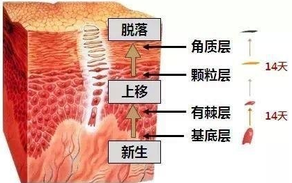 为什么要去角质？日本热门去角质海淘产品推荐