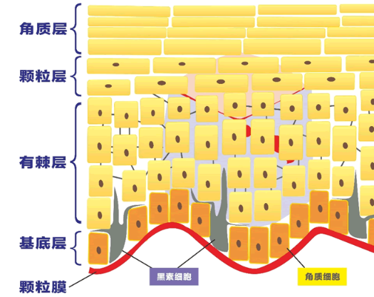 為什么要去角質(zhì)？日本熱門(mén)去角質(zhì)海淘產(chǎn)品推薦