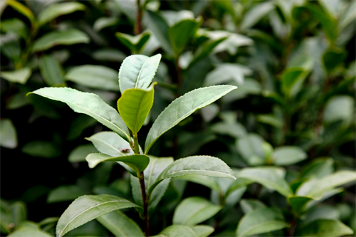 茶樹油介紹，茶樹油的功效和茶樹油的多功能用法